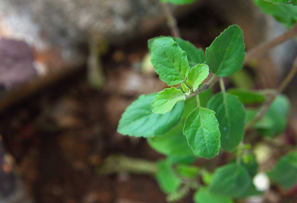 A list of 15 health benefits of tulsi