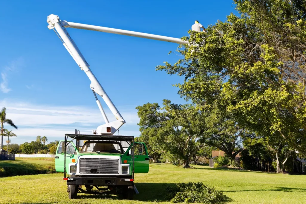 Tree Removal