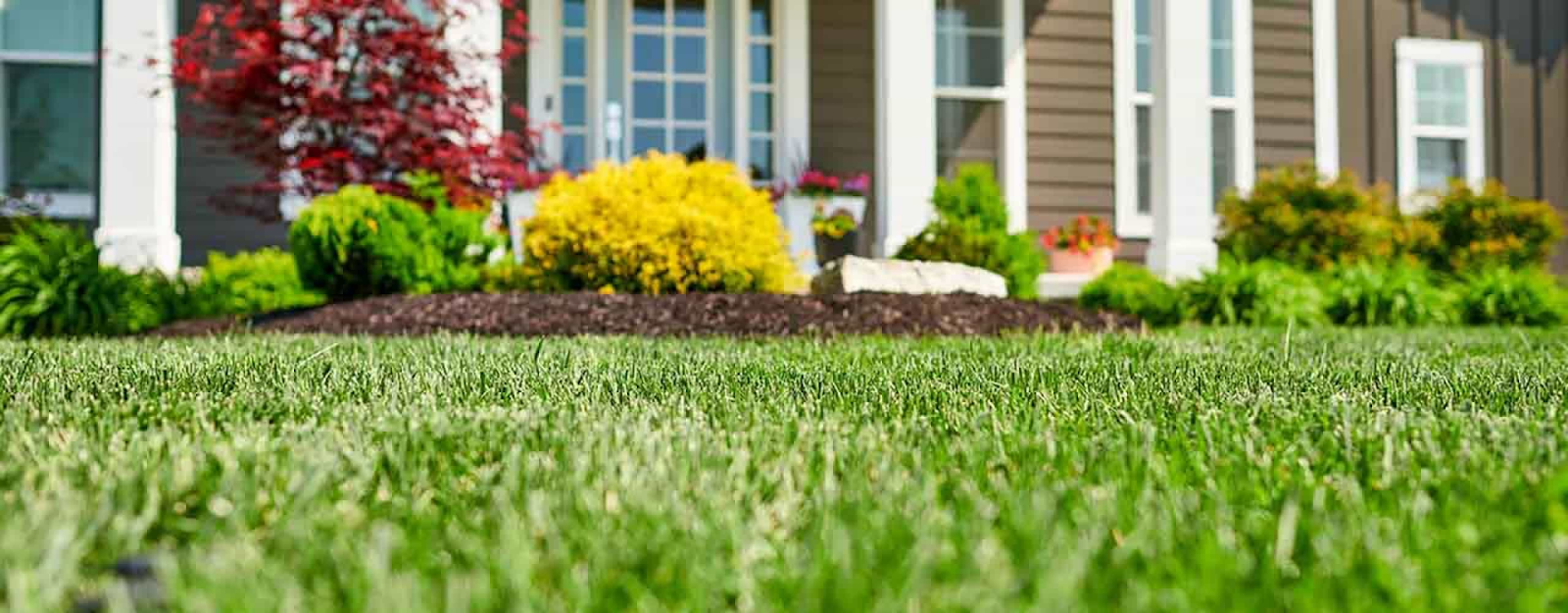 Lawn